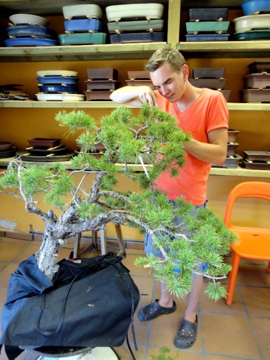 jan culek fenyo pinus bonsai alakitas kozben
